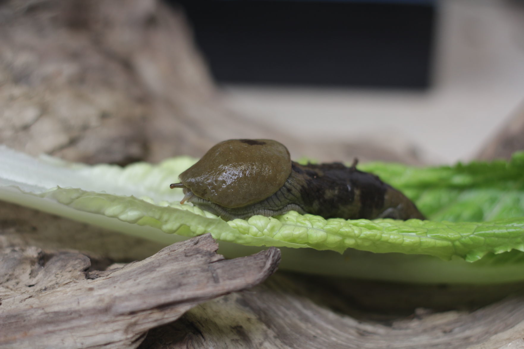 Banana slug
